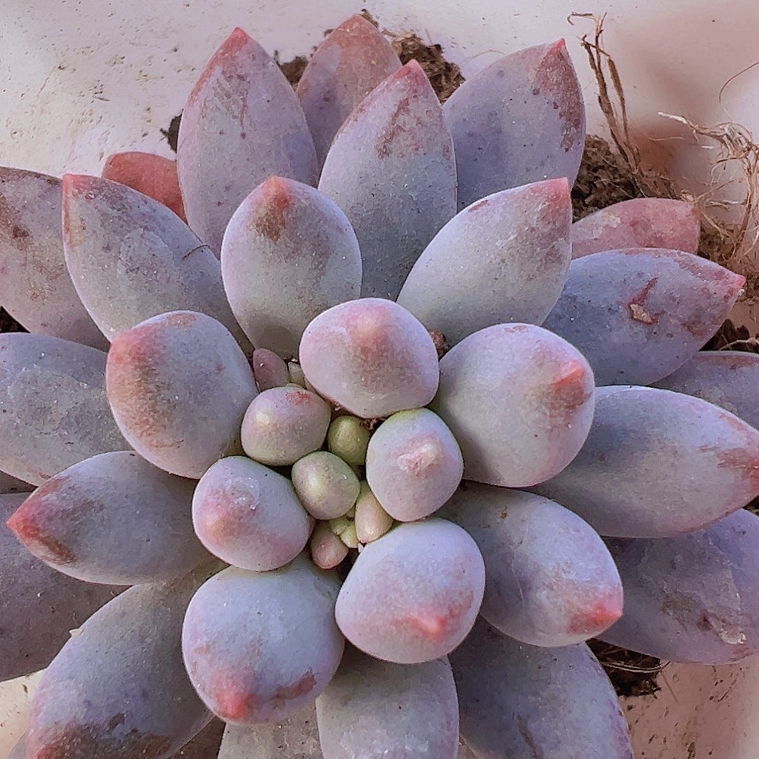 单头蓝舌19包邮多肉