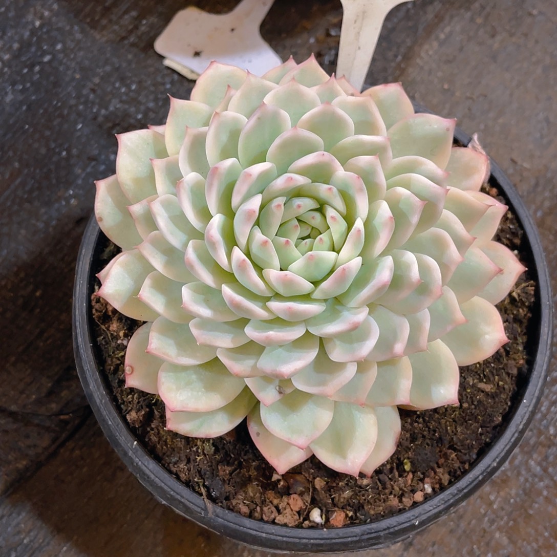 叶***叶0000000000000825