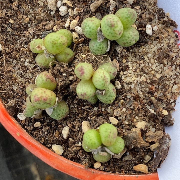 866斑马群一组。        
