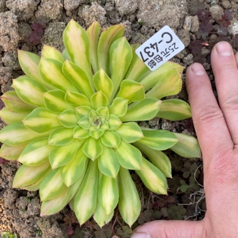 437知否满25包邮多肉