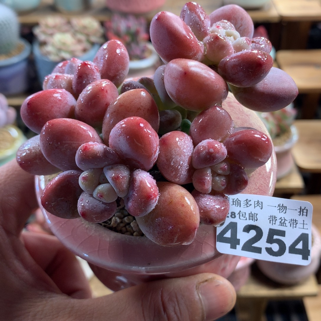 精控多肉植物4254