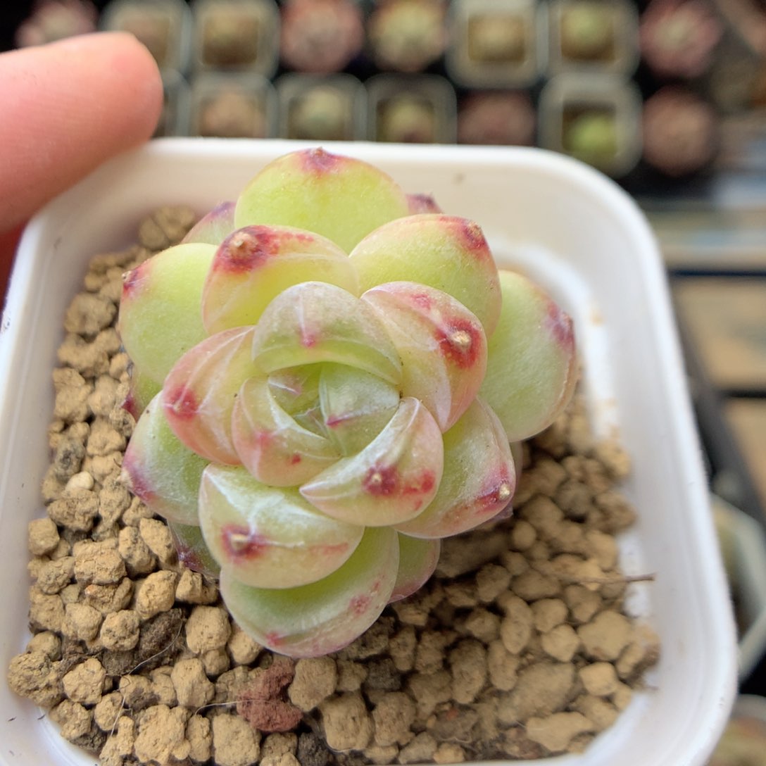 G59 ，20包邮两天凑单偏远不发货