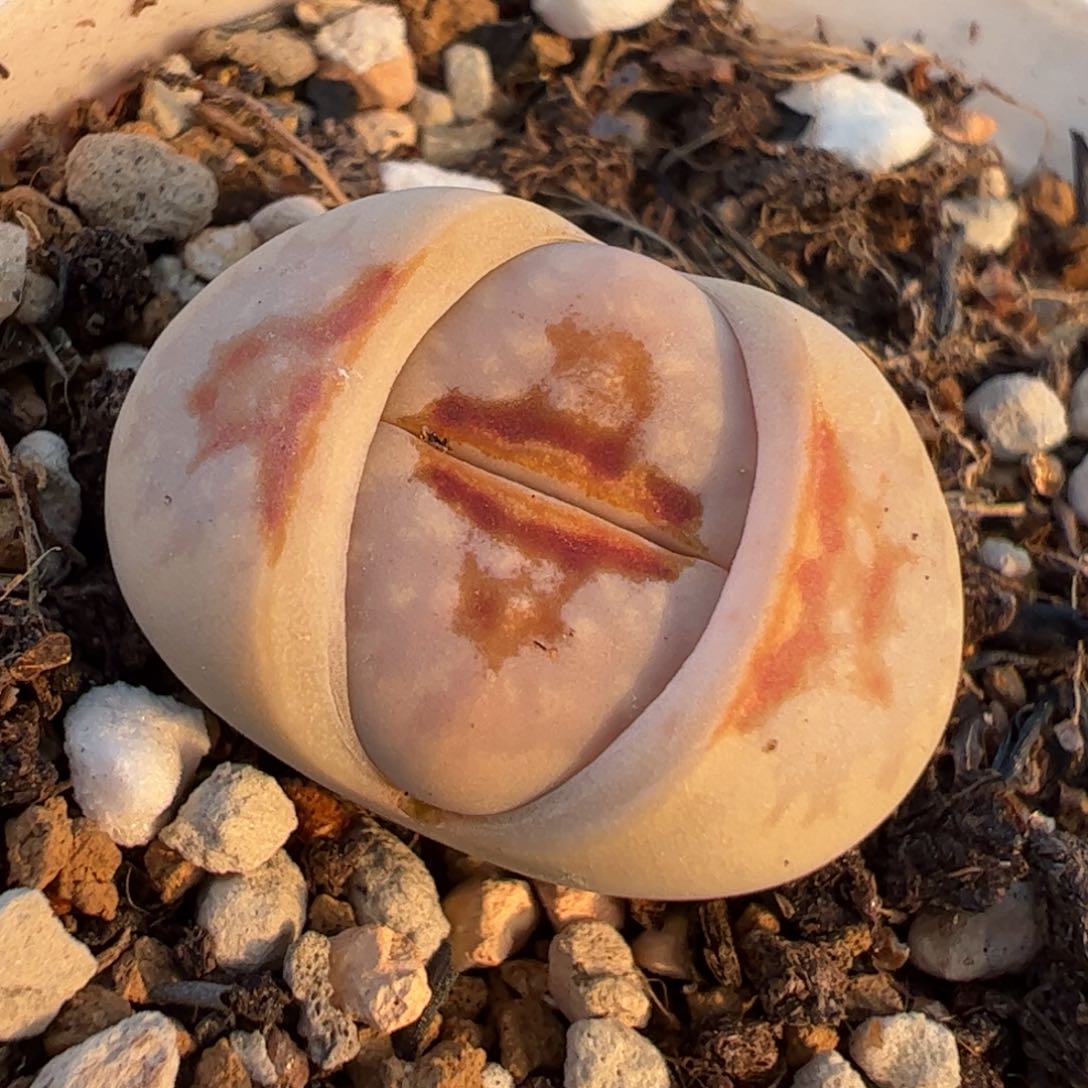 热唇多肉植物百科