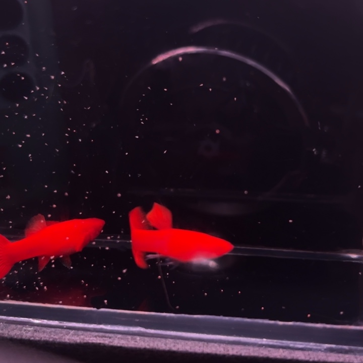 孔雀鱼火麒麟99红1对