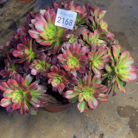 安娜多肉植物2168