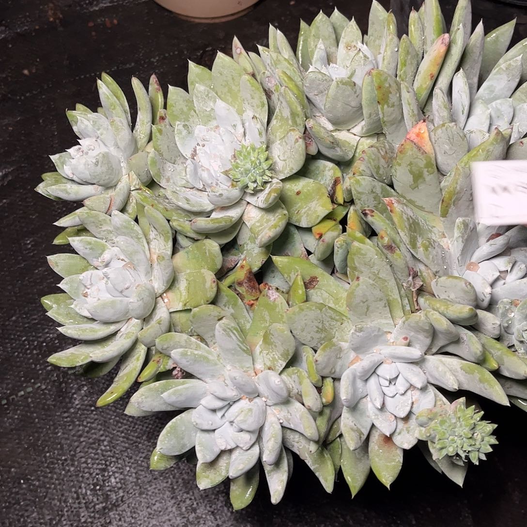 8678帕翠啥仙女杯多肉