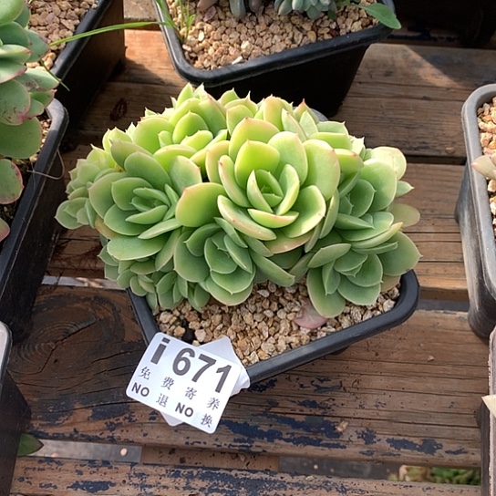 ✿***离星娜塔朵朵671不售后