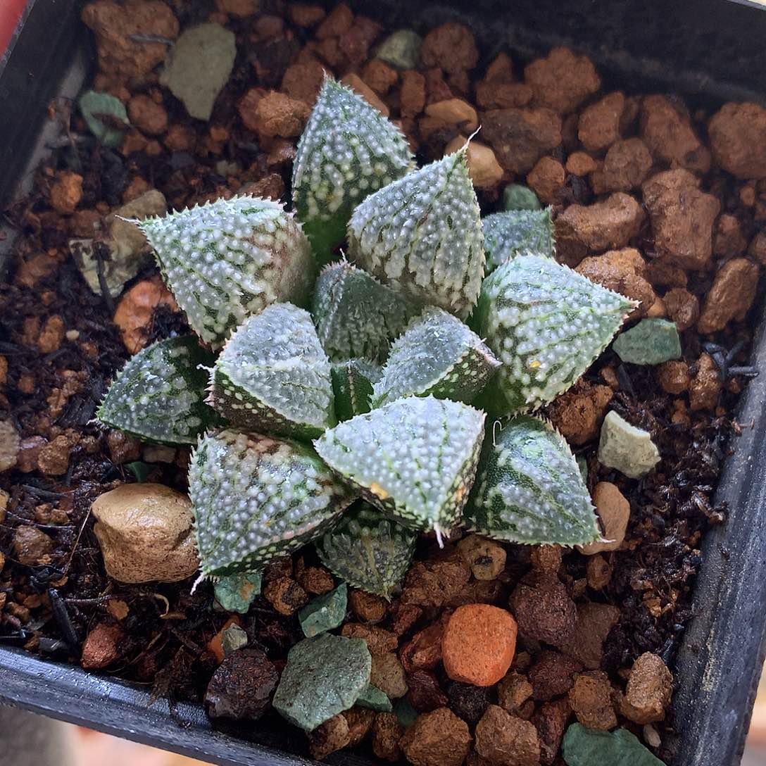 实生寿带人土发货tu