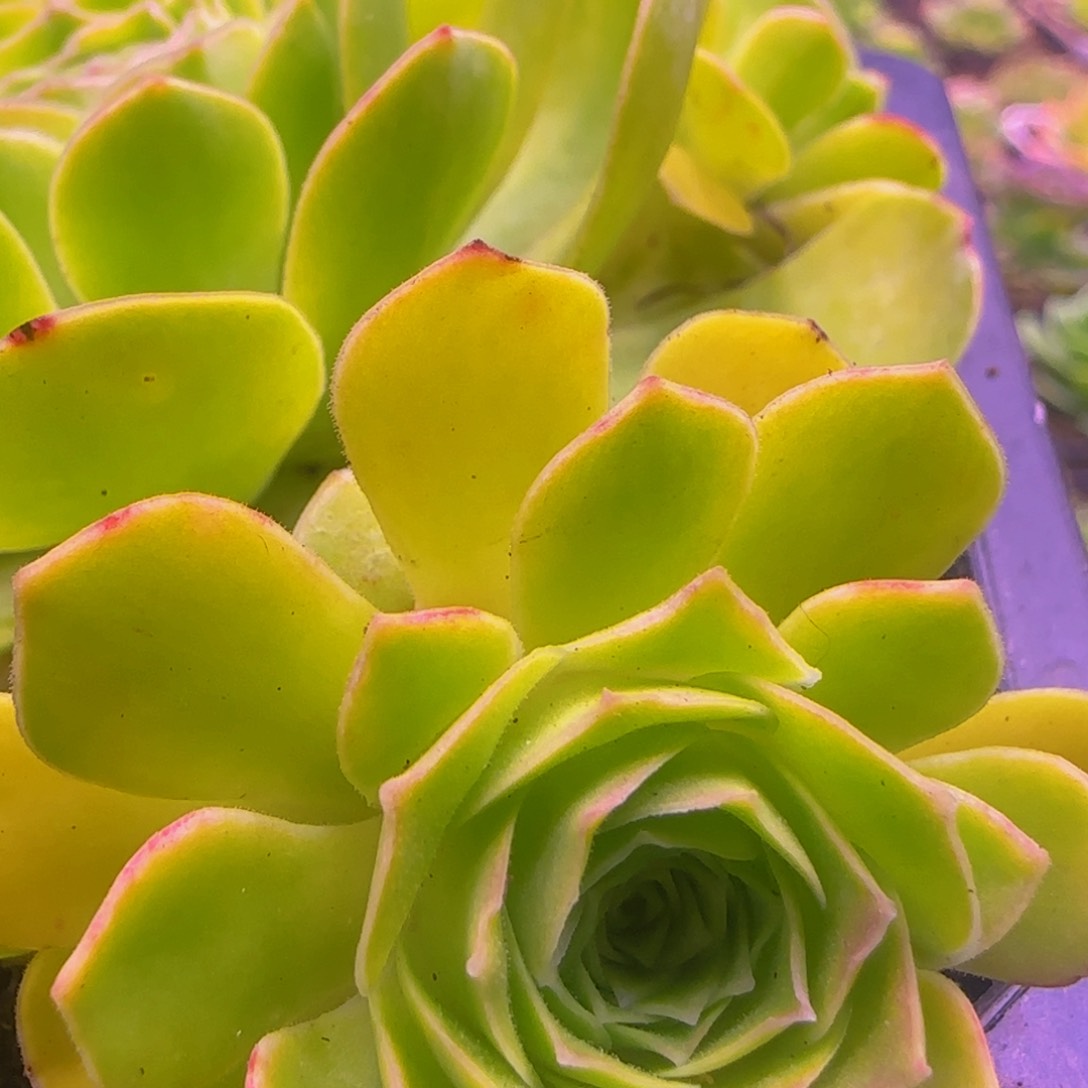 幻影侧芽1234343464646466666