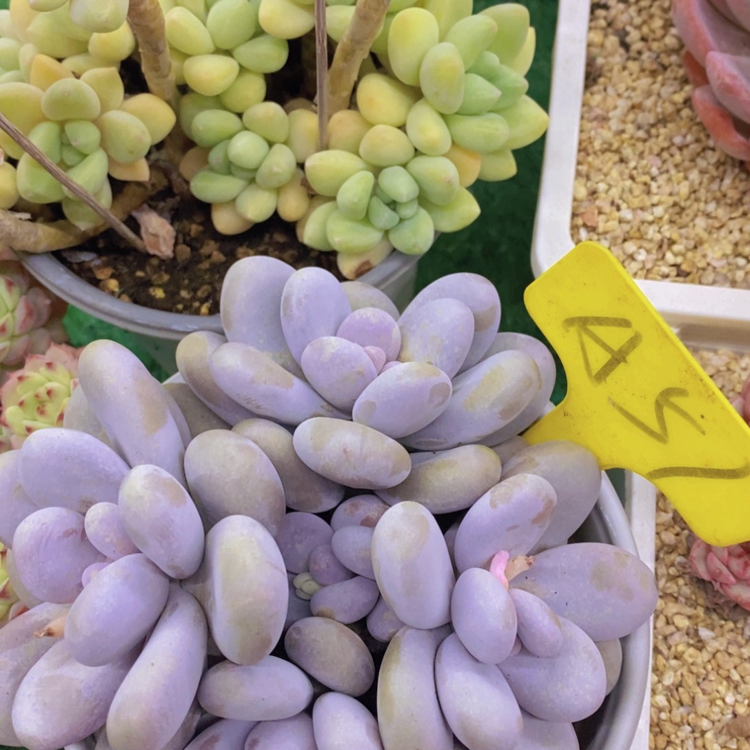 开心多肉，今天不对称，不包价