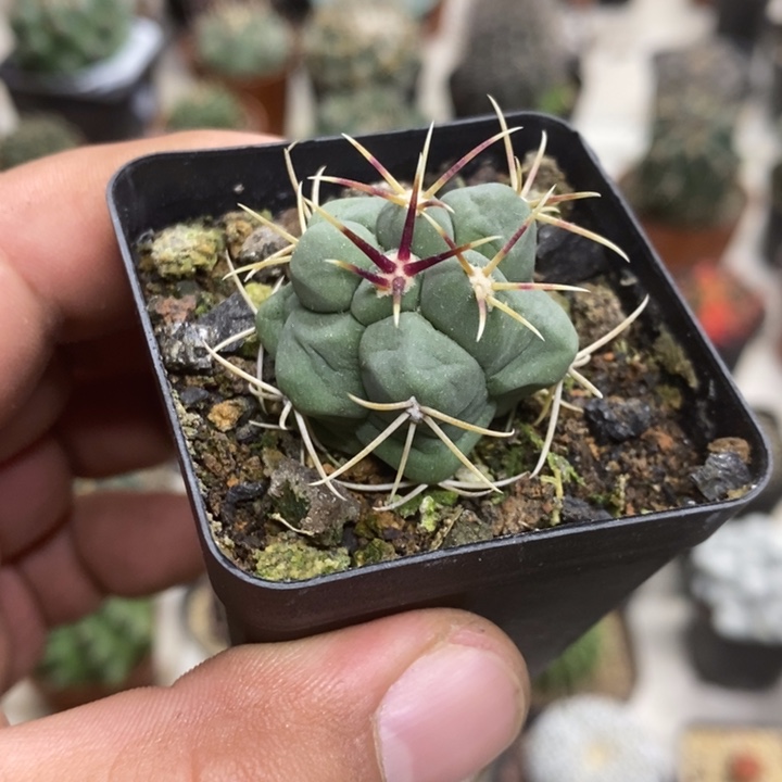 实生菲冠龙特价福利