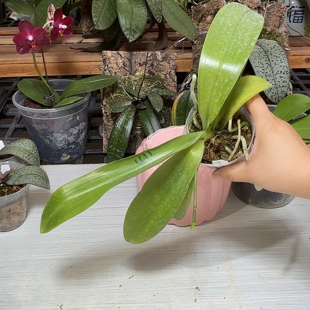 飘***啡当前无花栽培后可以开花象形411