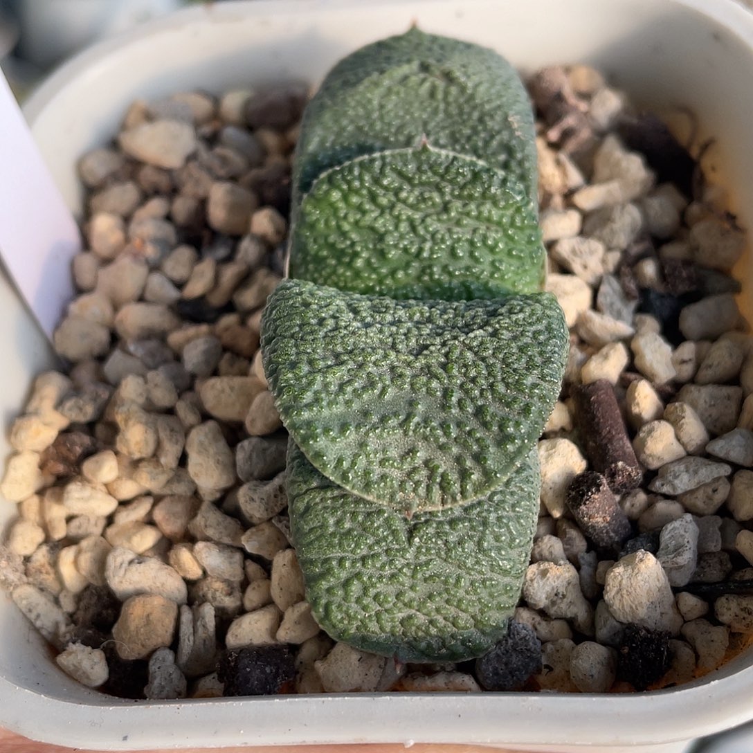 180脱土发货1111111