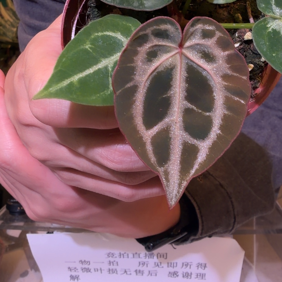 完全开放F321安琪拉咱银虎