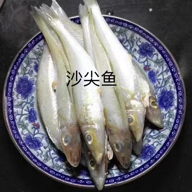 野生深海沙尖沙丁梭子鱼