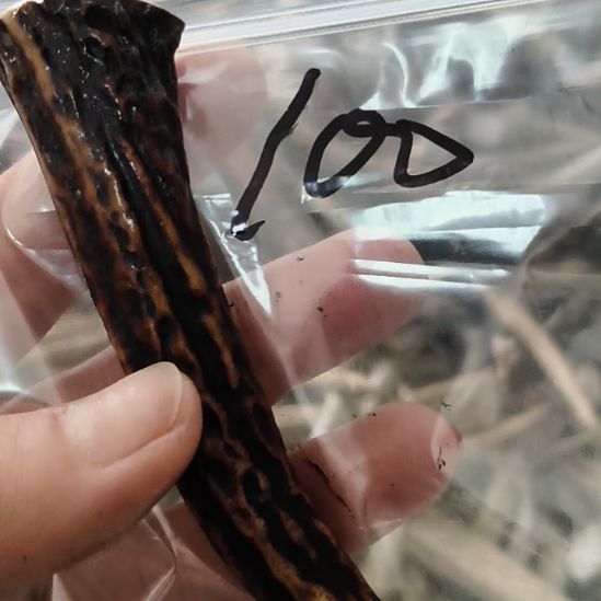 沙***漠鹿角鹿角鹿角鹿角鹿角鹿角