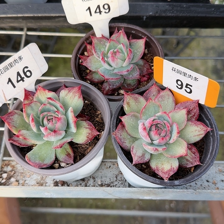 一***花149，146、95 惊鸿仙子多肉植物6-9cm