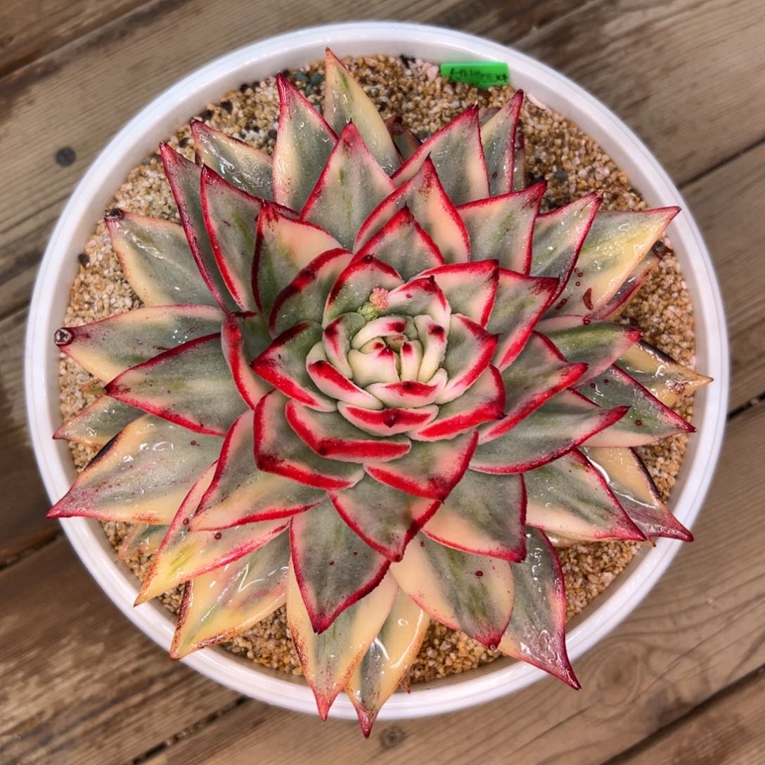 多肉一物一拍0225-锦