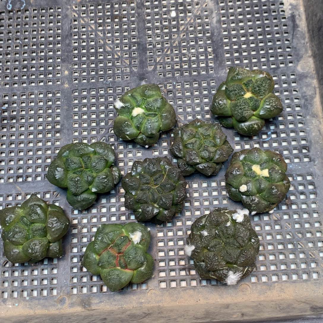    苗接 光面连山4.5公分起发(无根)