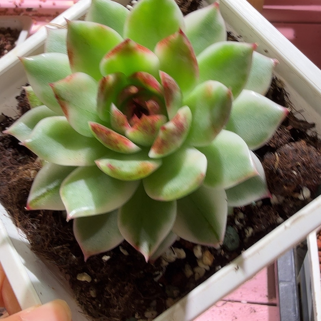 黑水晶锦，多肉植物。