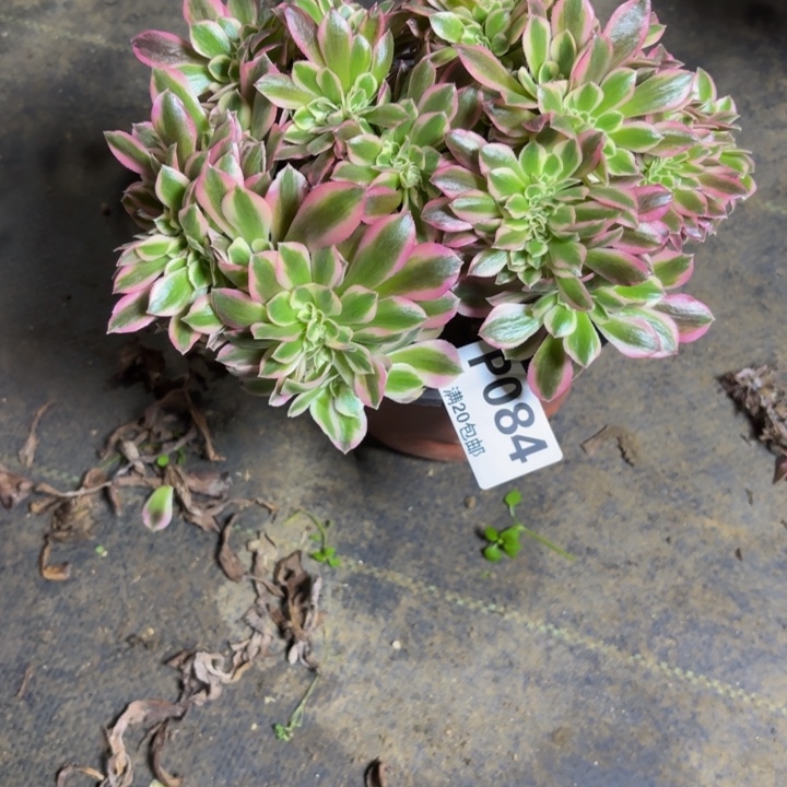 瑞妈，，。。084女巫缀，有断，