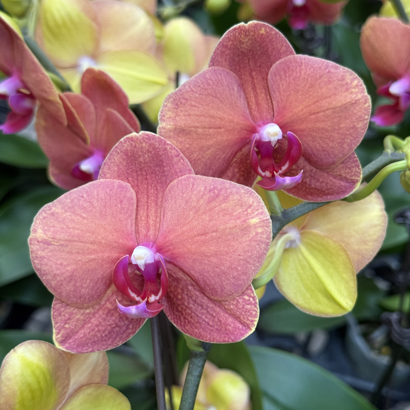 【金桔】蝴蝶兰橙色中花办公室阳台植物兰花洋兰盆栽花卉包邮