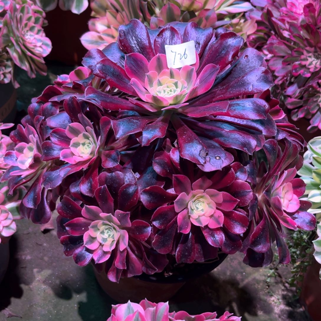 多肉植物美杜莎726