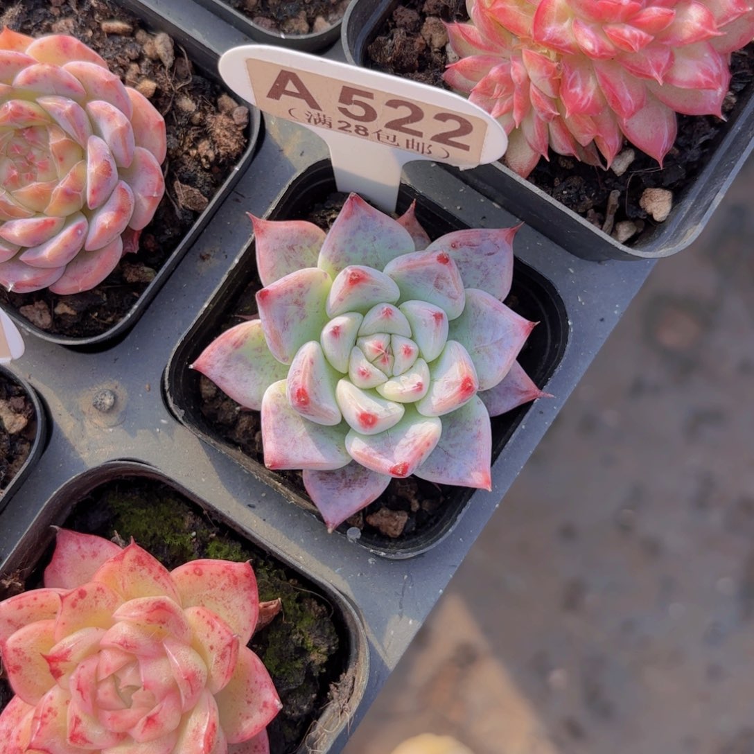 A522婚戒一物一拍