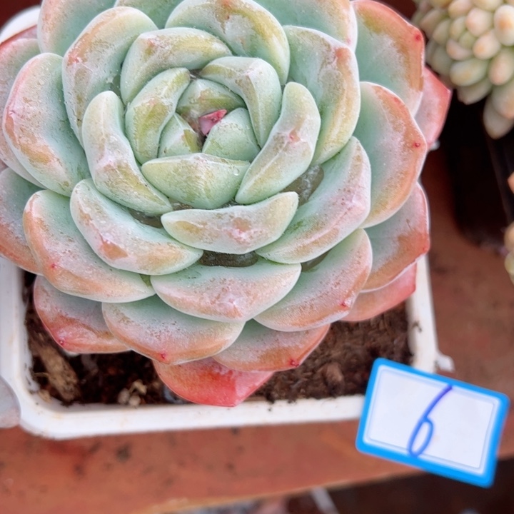 6冰玉平平安安健健康康