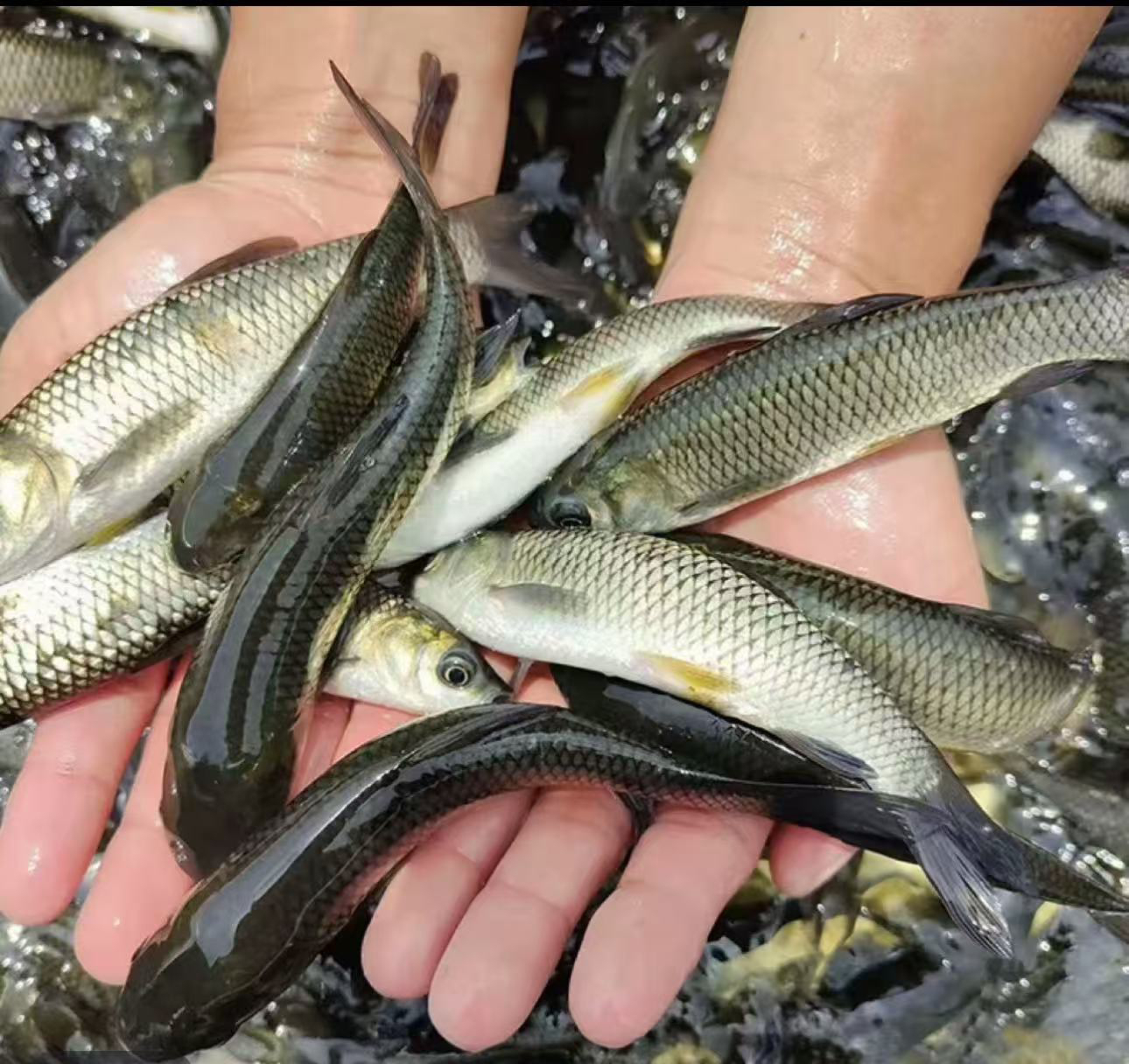 草鱼 宠物活体水族活体鱼
