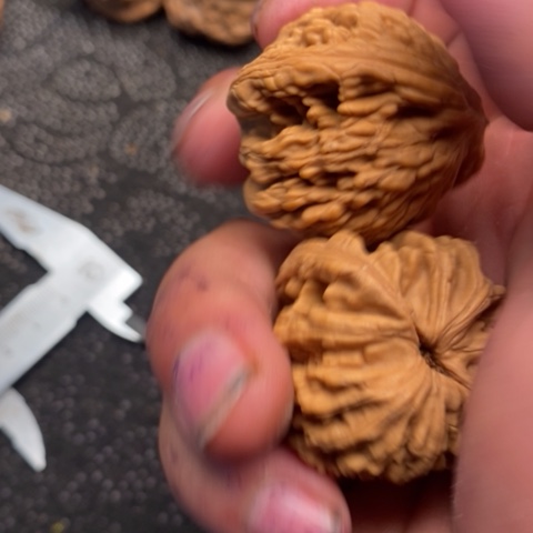 文玩核桃把件虎头3.3