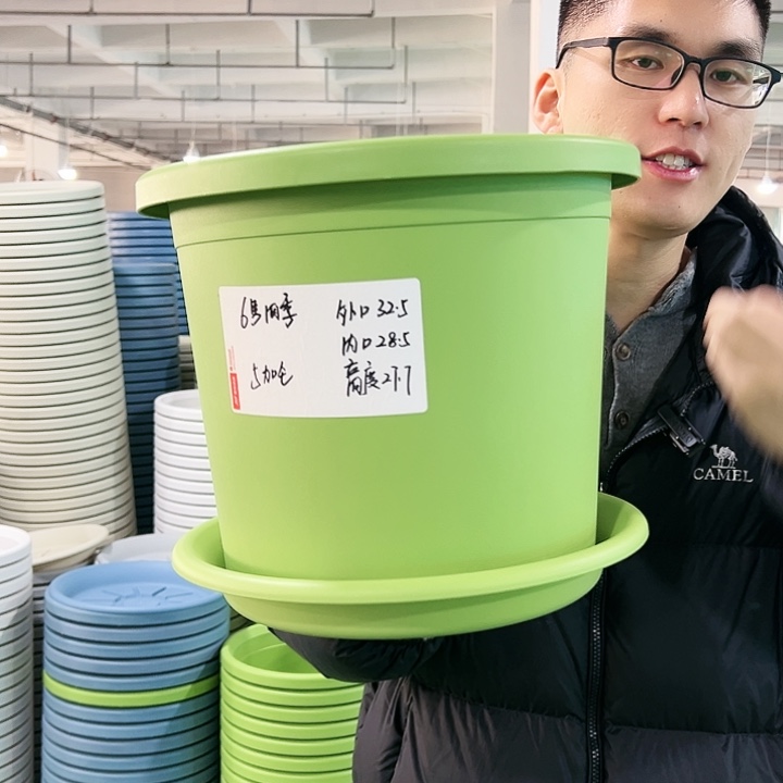 特价6号四季口32.5高27.7果绿带托4只