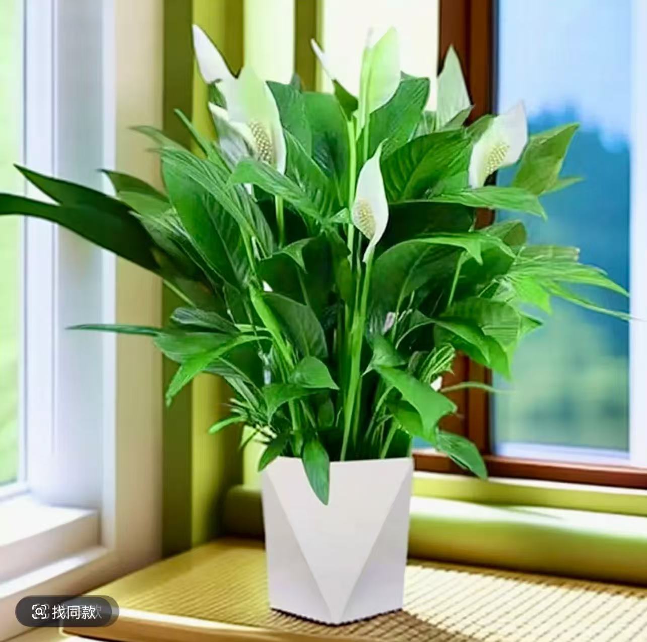 菱形盆白掌盆栽一帆风顺水培植物室内好养花卉绿植水养四季开花美