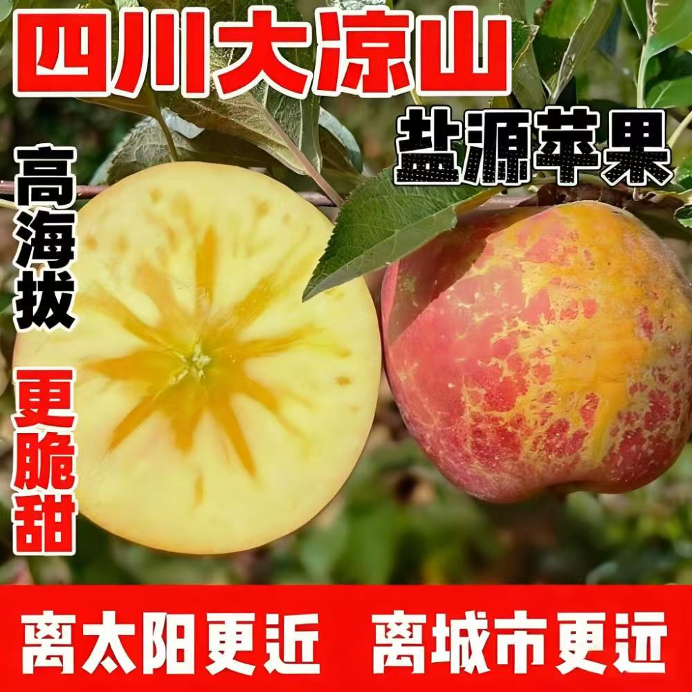 【正宗】四川大凉山盐源 高山丑苹果 应季水果 新鲜苹果 现摘现发 