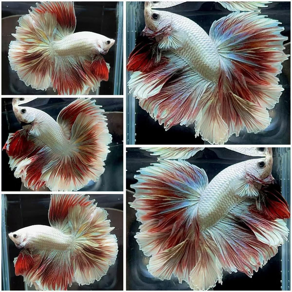  SSS级泰国斗鱼多种颜色半月形热带观赏鱼活体好养耐活