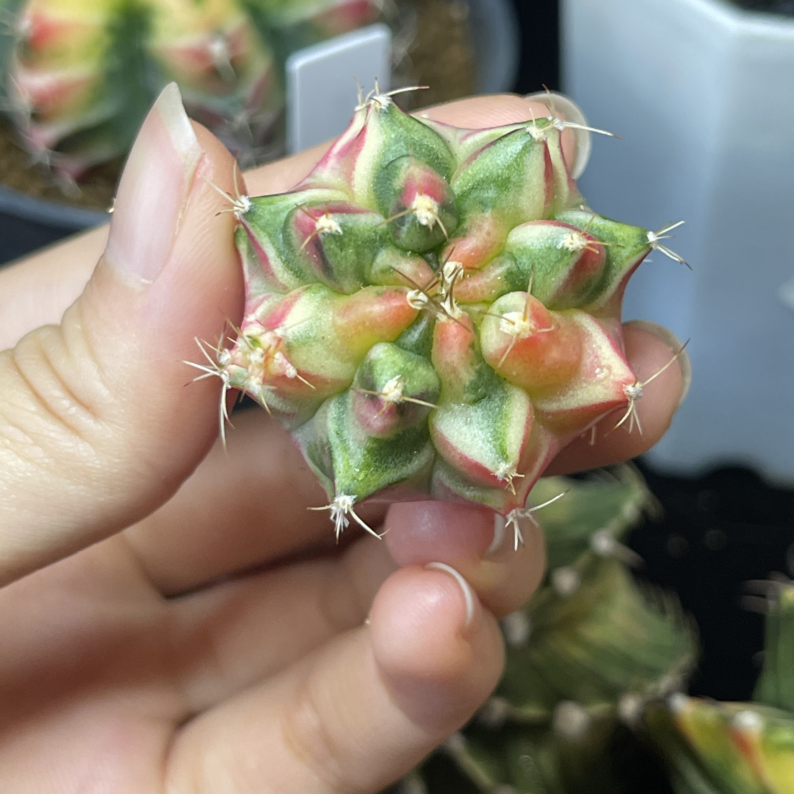 2号名品侧芽 一物一拍 脱土发货