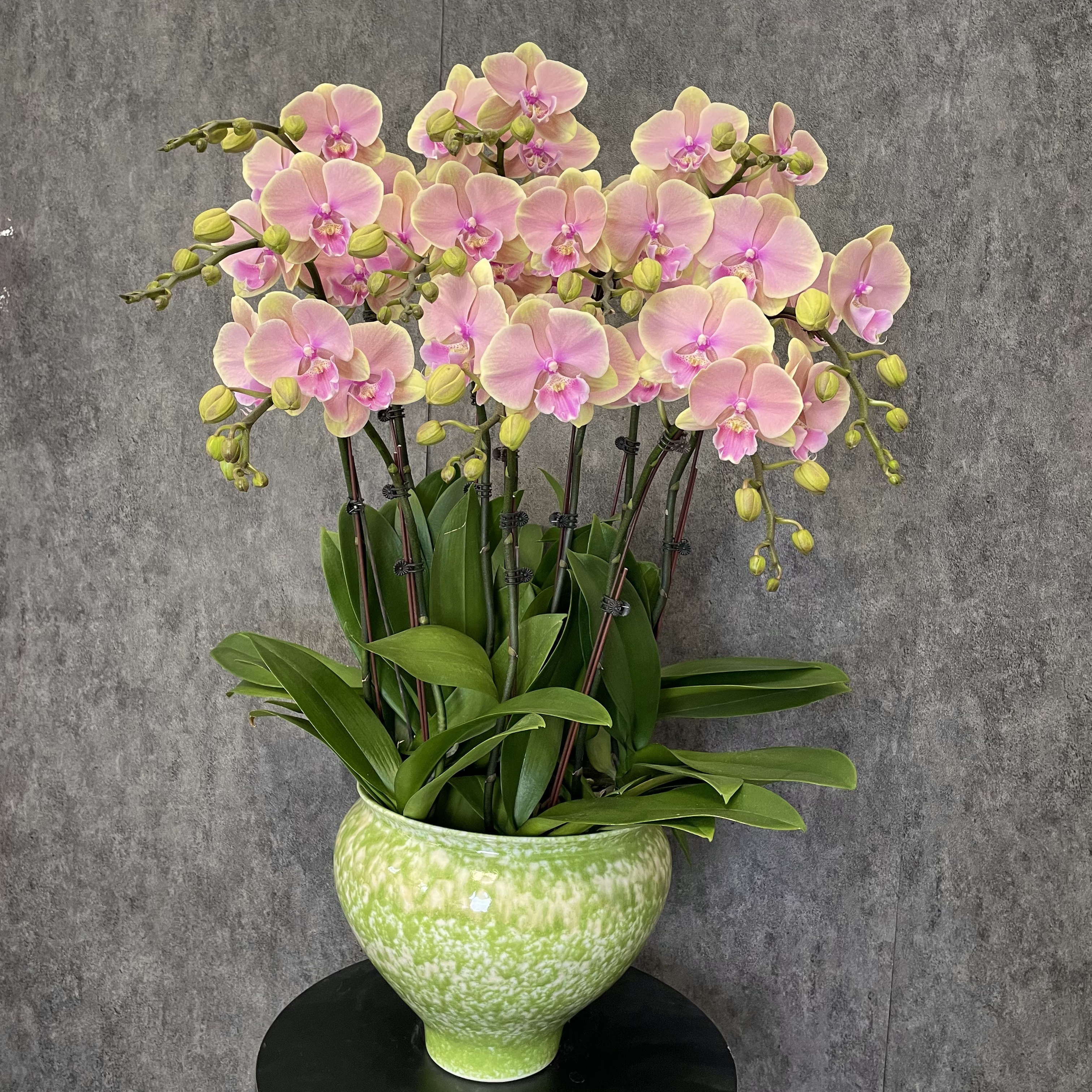 【芳美传奇-蝴蝶兰】轻奢风 法式 欧式 原木风 送礼 室内高端鲜花