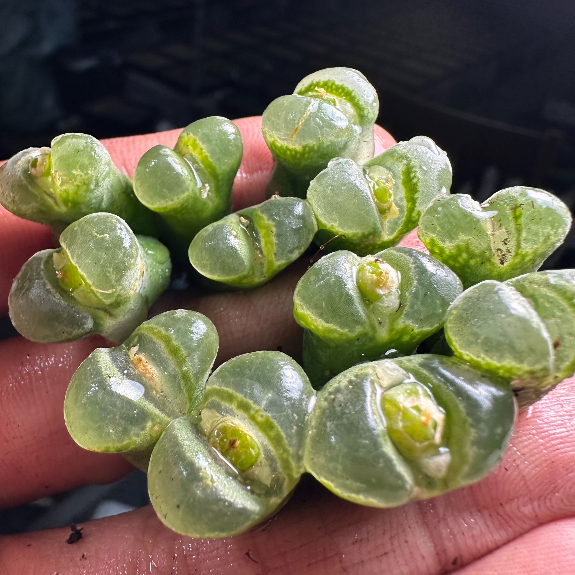 【天津专属】118多肉植物肉锥麒麟窗风铃一颗