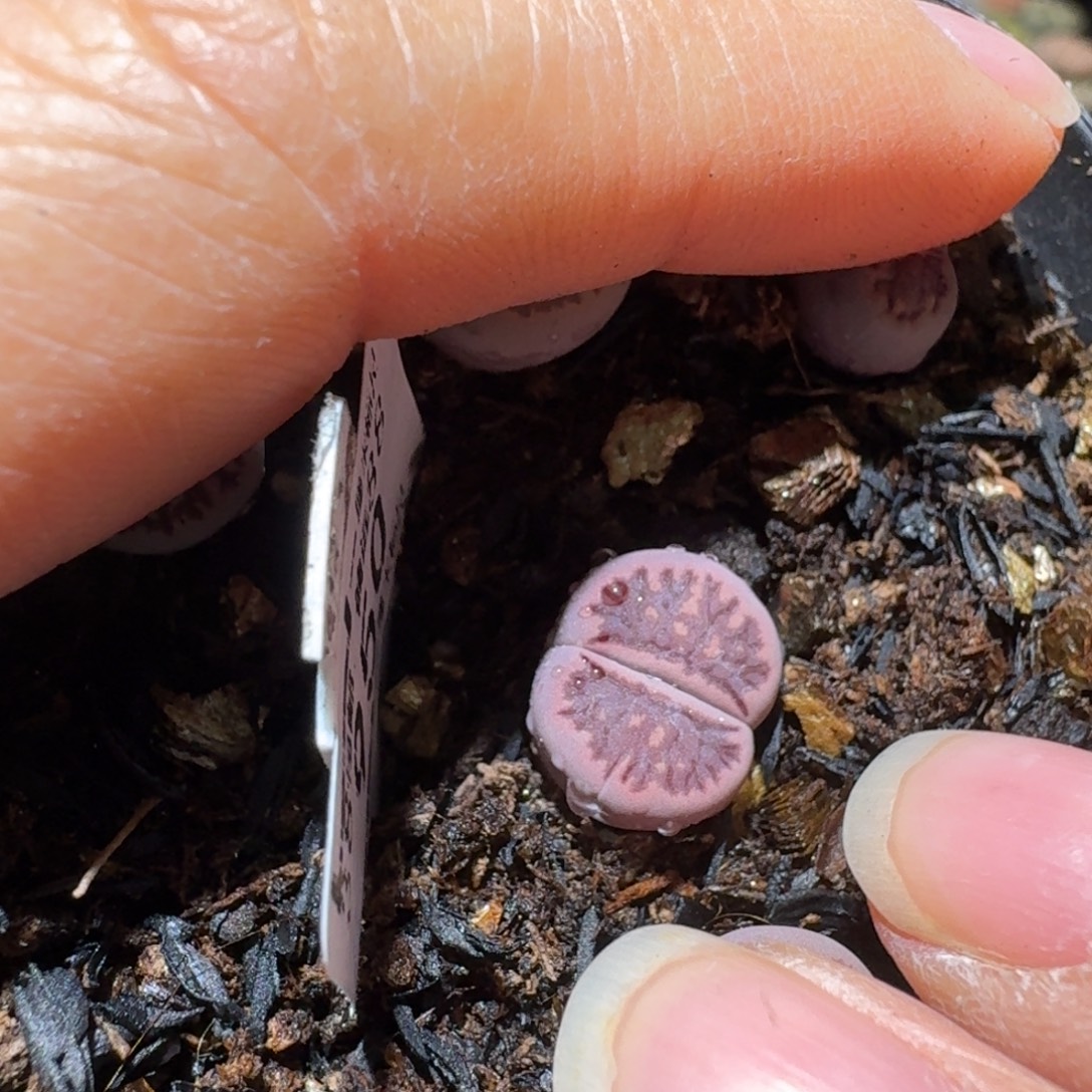 Sss清货便宜卖950