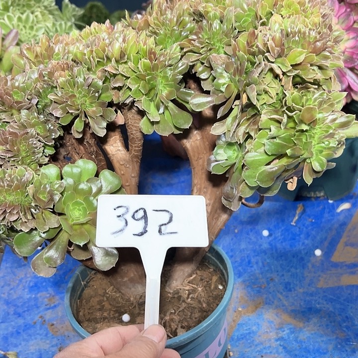 多肉植物黑灰缀花