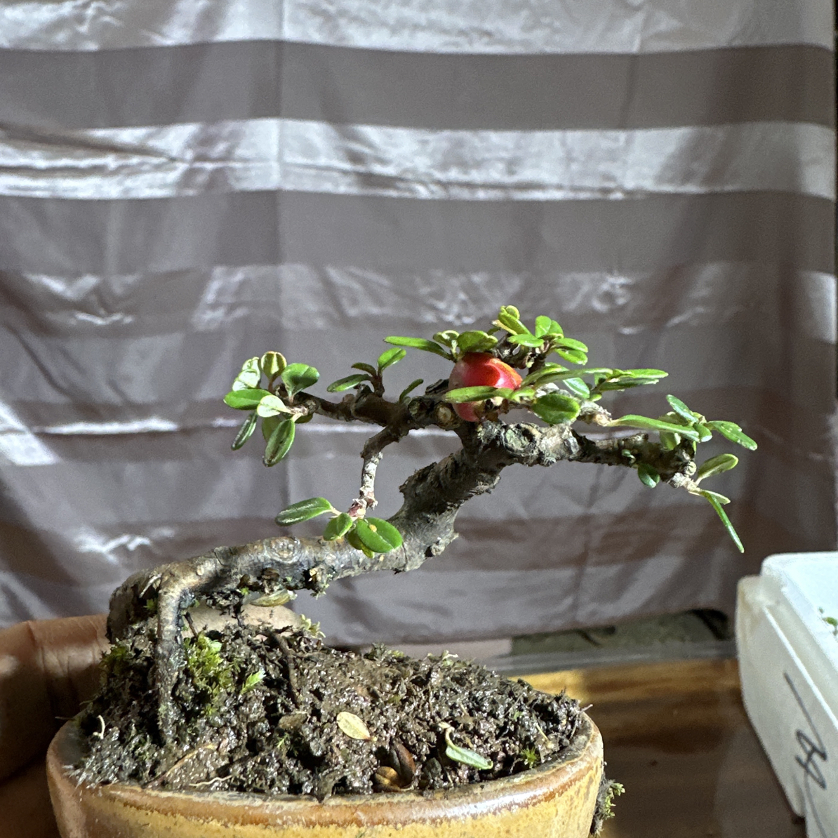 荀子盆景室内外装饰茶台办公桌面绿植微盆景