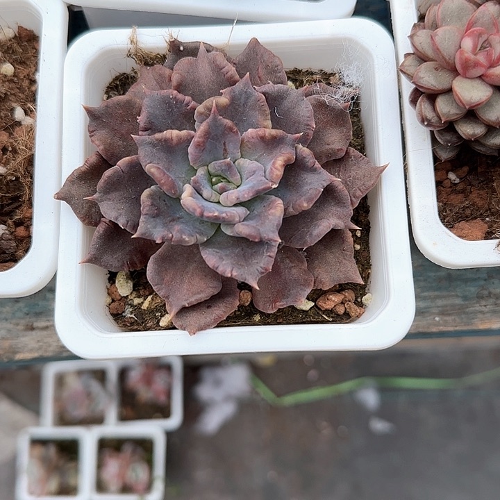 青蛙王子儿童？11