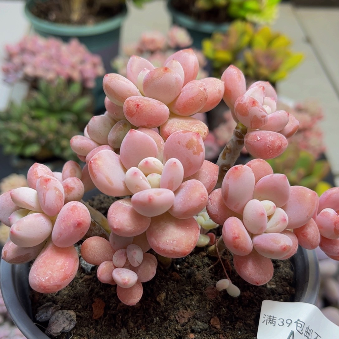 171樱花洛神10cm多肉植物