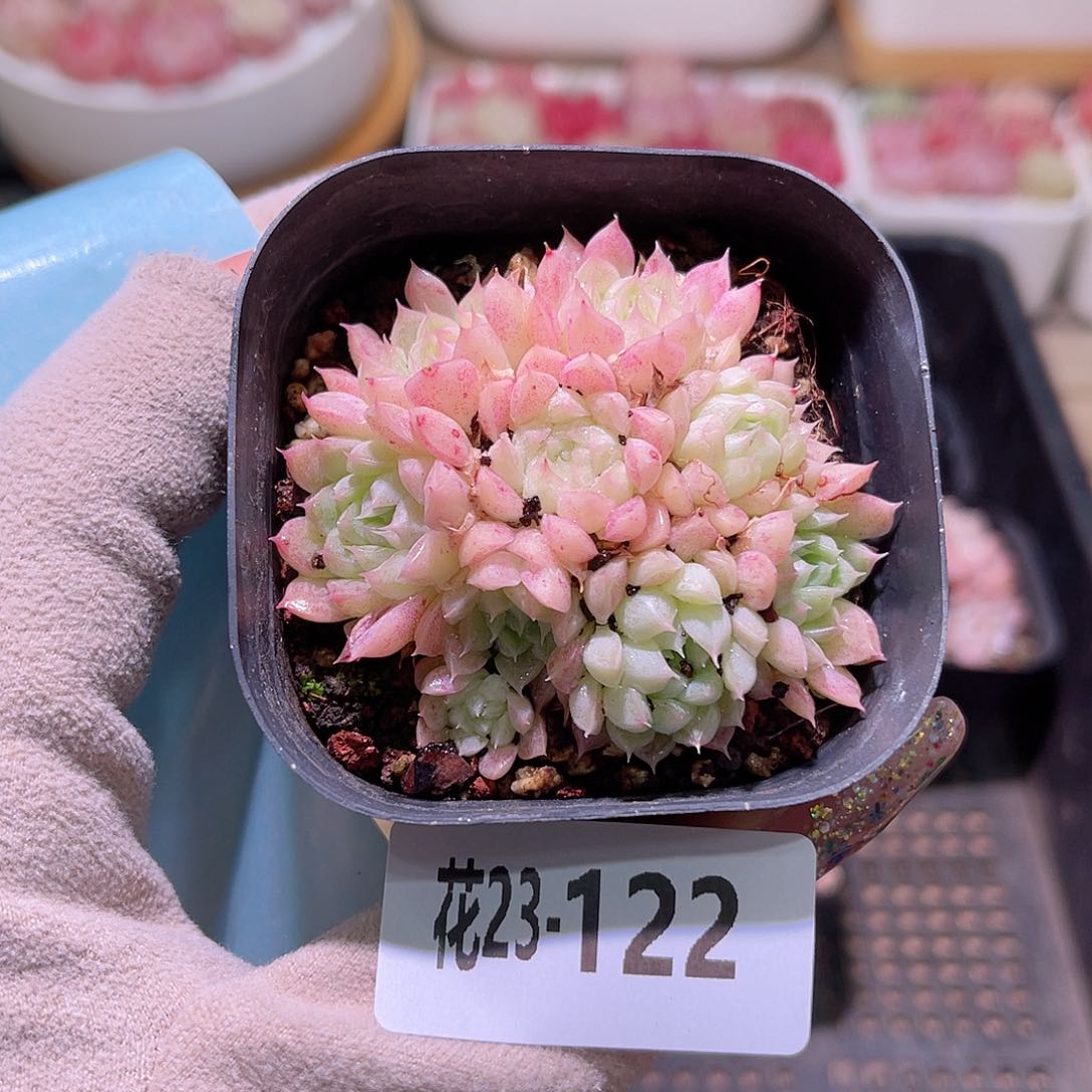 花利美23-122海王群