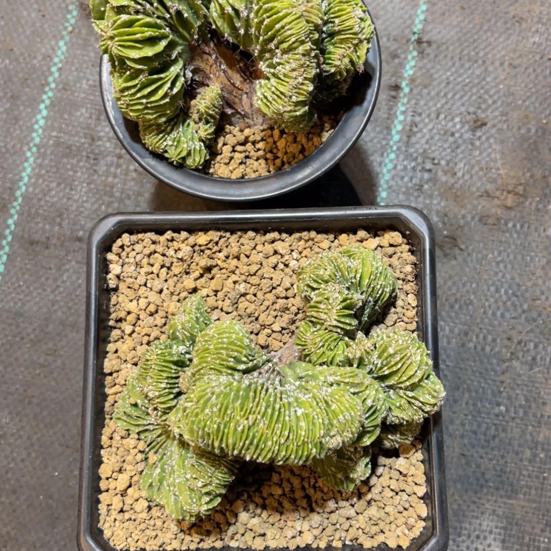 牛***龙完全开放哈哈哈哈哈哈哈哈哈哈哈