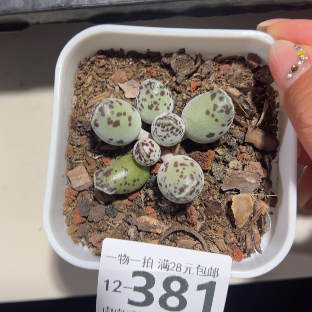 海豹多肉多肉多肉多