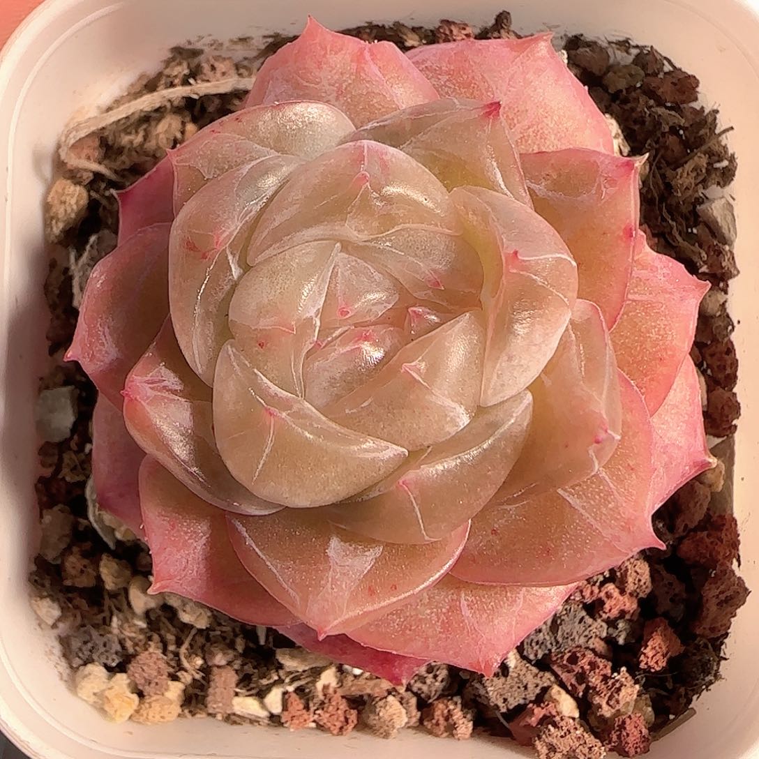 多肉1206-220不售后