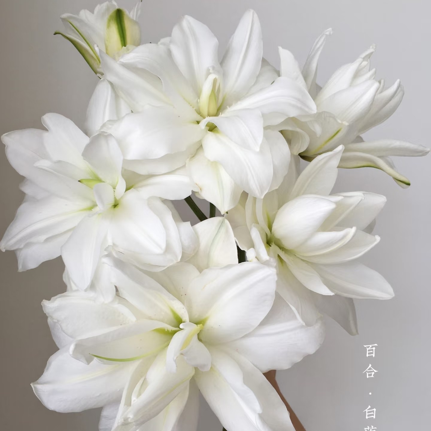 【买百合选林冲】白莲花重瓣香水百合 纯洁 好闻 办公家居 圆润饱满