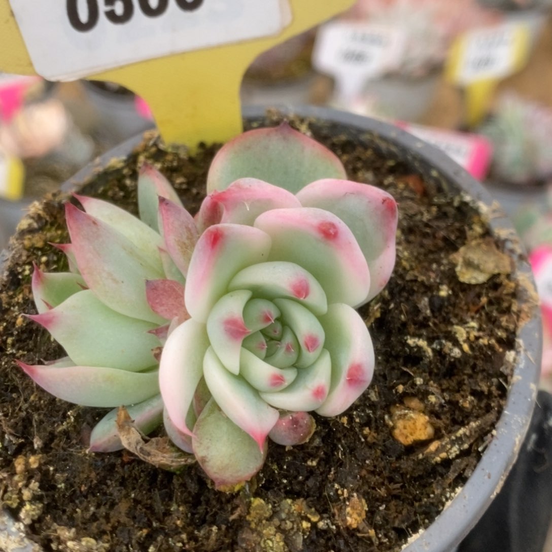 506吉娃娃锦锦锦哈哈
