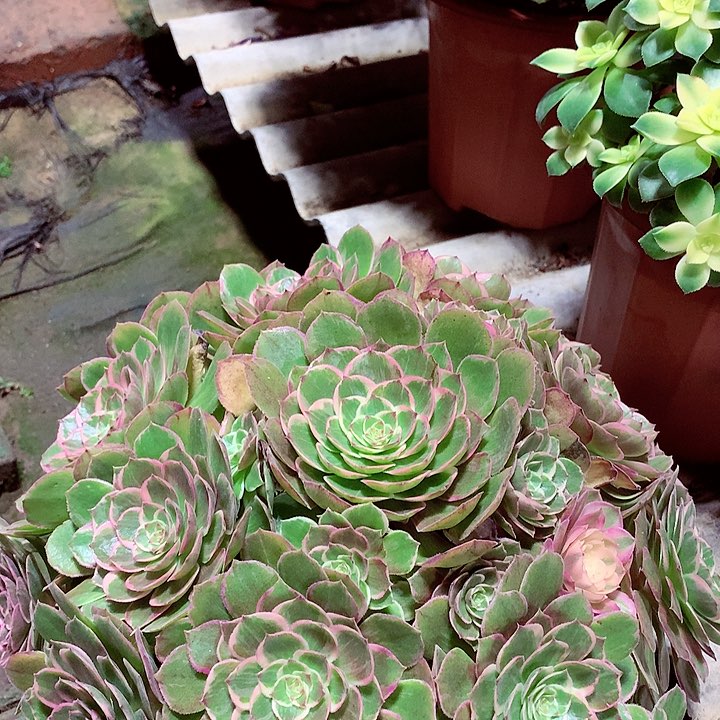 莲花座，多肉植物